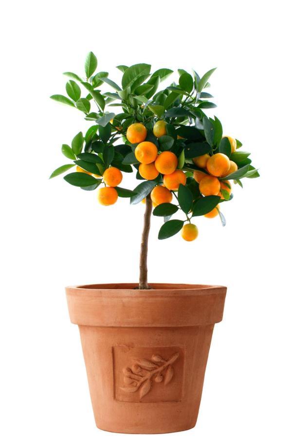 Apartamento Orange Tree Garden Trogir Exterior foto